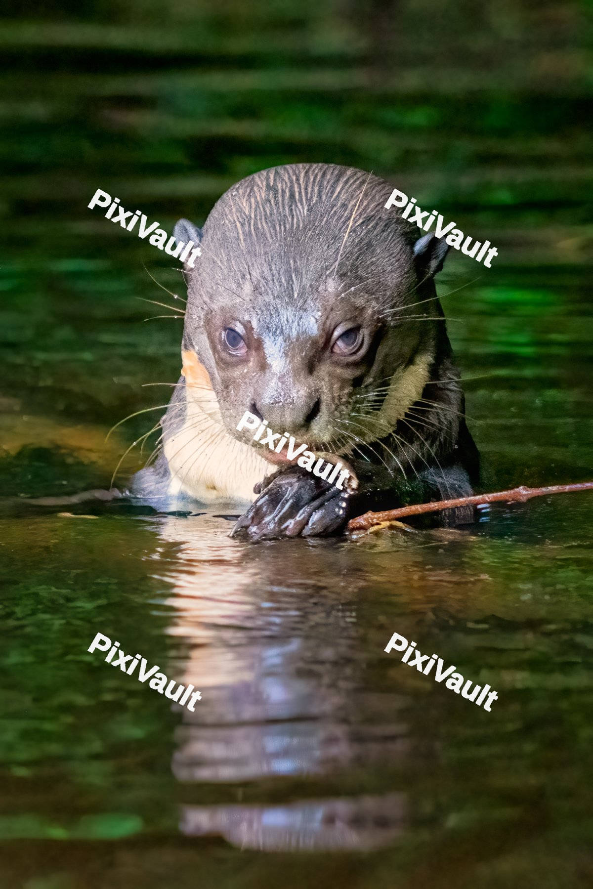 Baby otter in the river